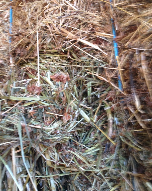 500 Bales 60 Clover & 40 Rye Hay Shedded Hay & Fodder